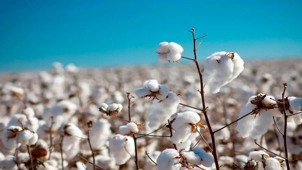 Algodón chaqueño