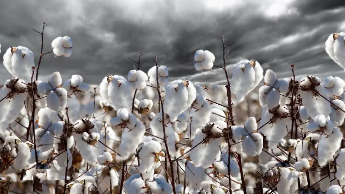 cosecha algodón soja Chaco sudoeste