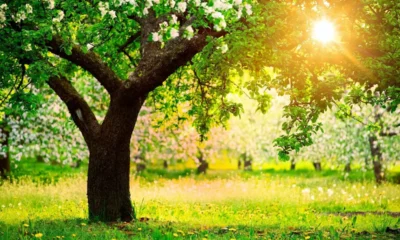 Tiempo en el Chaco hoy sábado 28 de marzo 2026