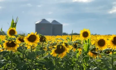 exportaciones agroindustriales de girasol