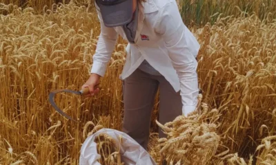 Cosecha récord de trigo