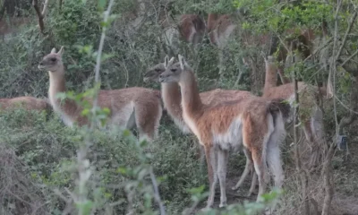 Guanacos El Impenetrable: segunda liberación Rewilding