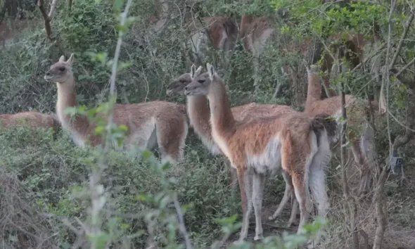Guanacos El Impenetrable: segunda liberación Rewilding