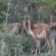 Guanacos El Impenetrable: segunda liberación Rewilding