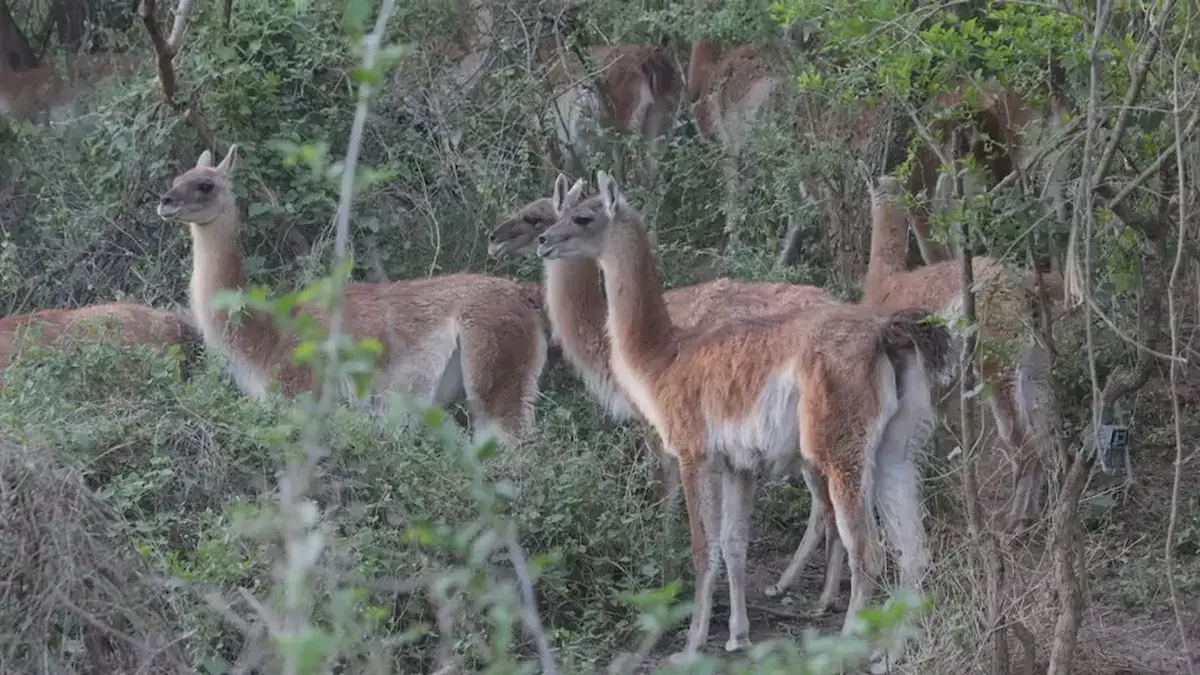 Guanacos El Impenetrable: segunda liberación Rewilding