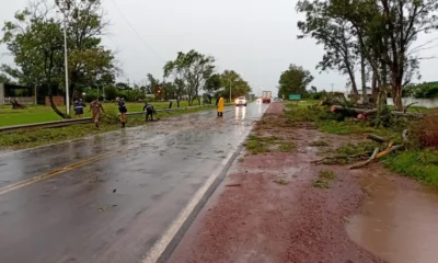 Árbol caído en Charata: municipio actuó tras las lluvias