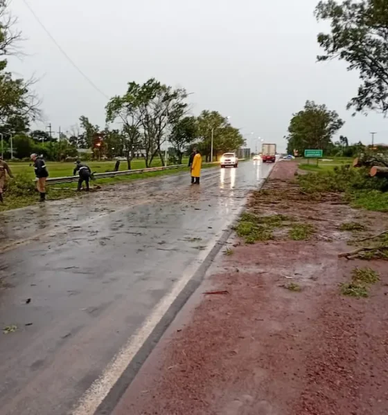 Árbol caído en Charata: municipio actuó tras las lluvias