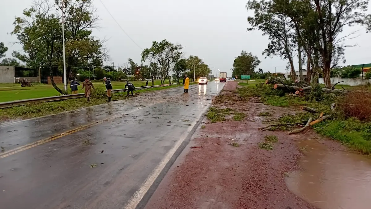 Árbol caído en Charata: municipio actuó tras las lluvias