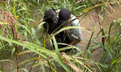 Bomberos Charata rescate animal tras el temporal