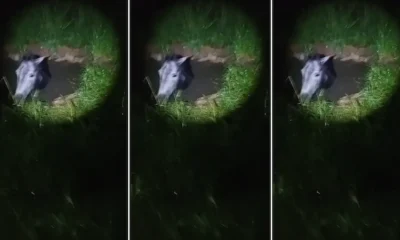 Bajo la lluvia y contra el tiempo: policías de Resistencia rescataron un caballo atrapado en un pozo ciego inundado por el temporal