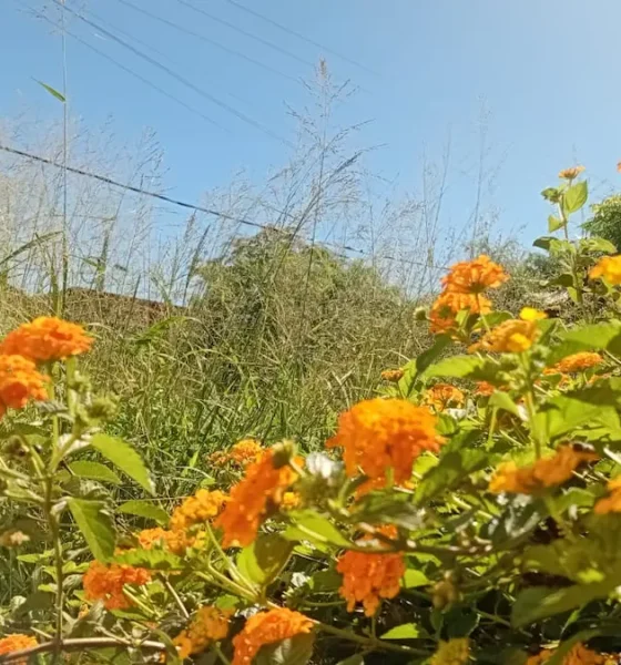 Clima en Charata hoy: pronóstico jueves 30 de abril