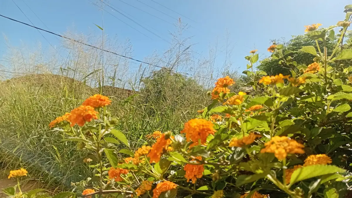 Clima en Charata hoy: pronóstico jueves 30 de abril