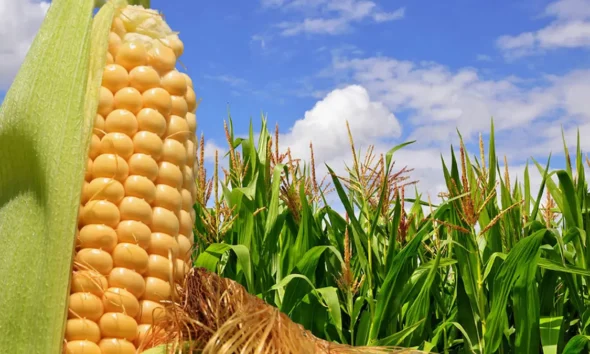 liquidación de divisas del agro