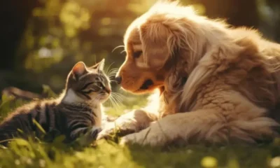 Día del Animal Argentina: por qué es el 29 de abril