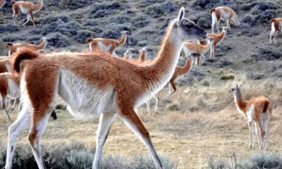 Guanaco Chaco: consumo o conservación, el debate abierto