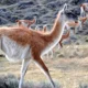 Guanaco Chaco: consumo o conservación, el debate abierto