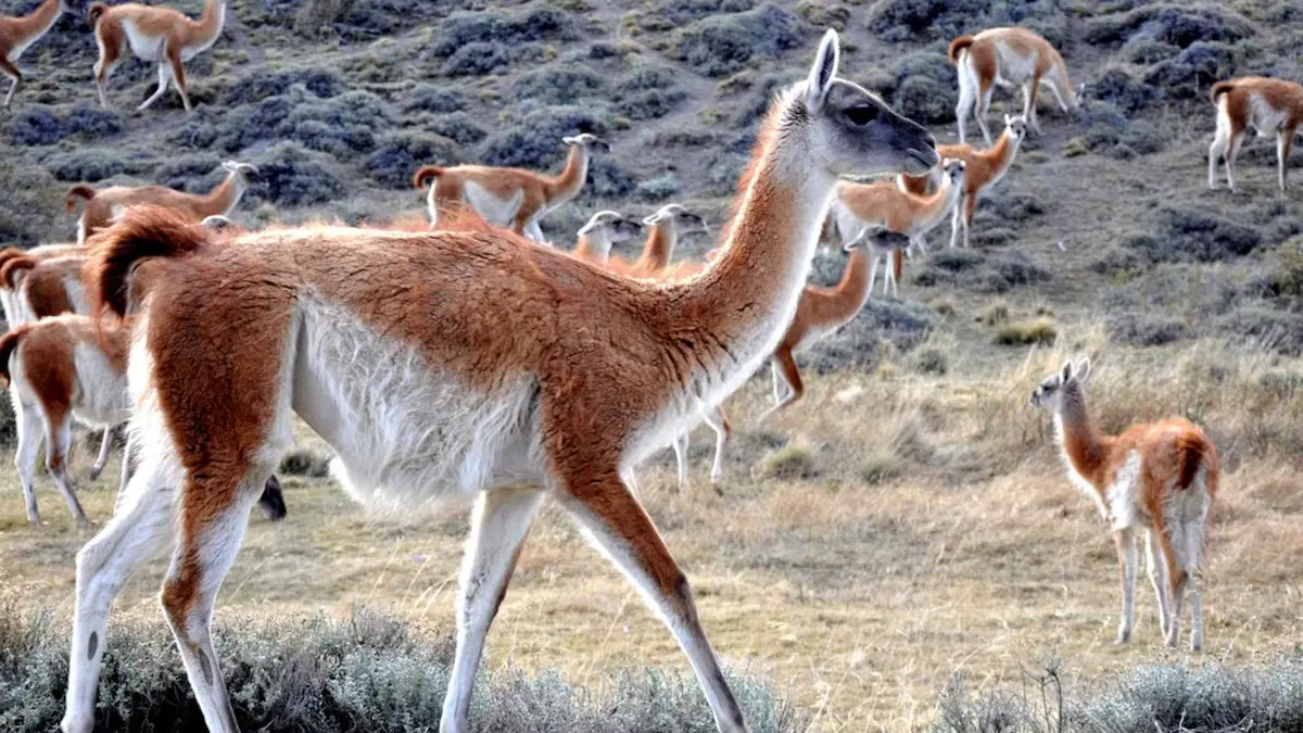 Guanaco Chaco: consumo o conservación, el debate abierto