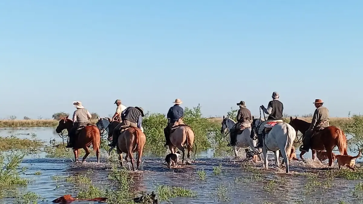 Inundaciones en el litoral golpean la ganadería del Chaco