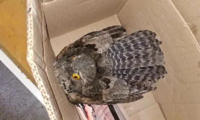 Kakuy rescate Charata: bomberos protegen ave silvestre