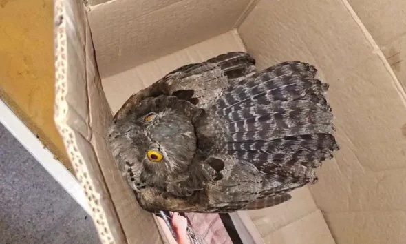 Kakuy rescate Charata: bomberos protegen ave silvestre