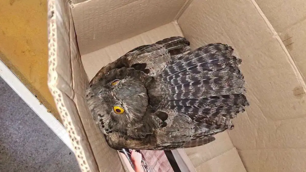 Kakuy rescate Charata: bomberos protegen ave silvestre