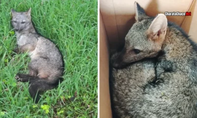 Aguará guazú rescate Chaco: cachorro herido en Colonia Benítez