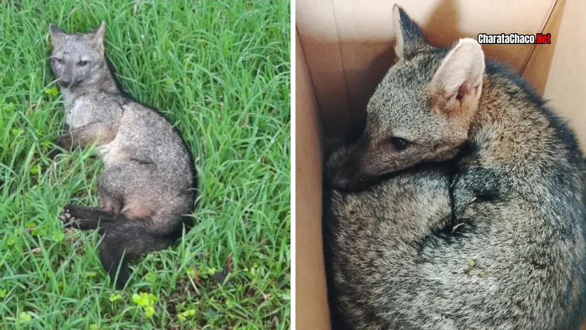 Aguará guazú rescate Chaco: cachorro herido en Colonia Benítez