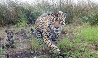 Yaguareté Chaco El Impenetrable: la población más amenazada