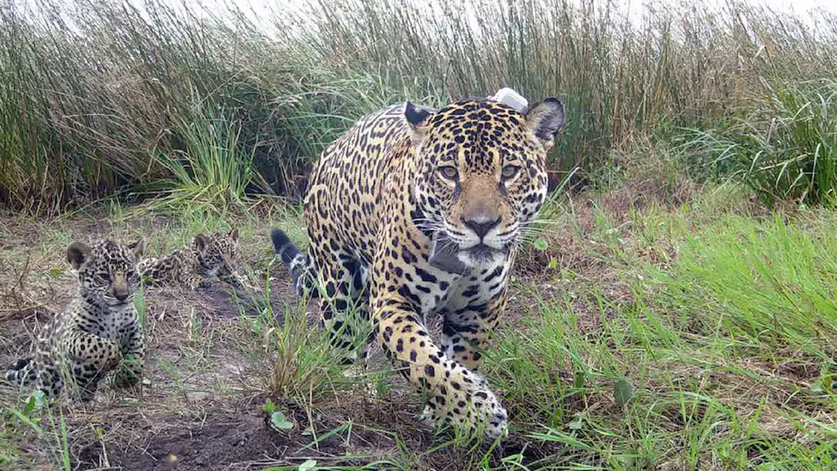 Yaguareté Chaco El Impenetrable: la población más amenazada