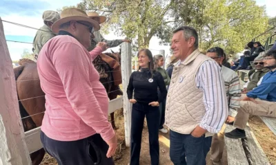 Remate ganadero en General Pinedo: 700 cabezas y Rach presente