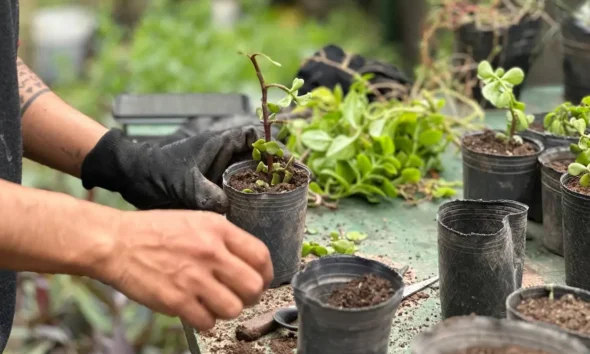 Vivero municipal Charata: plantines y semillas gratis