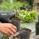 Vivero municipal Charata: plantines y semillas gratis