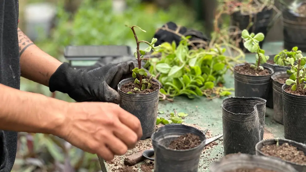 Vivero municipal Charata: plantines y semillas gratis