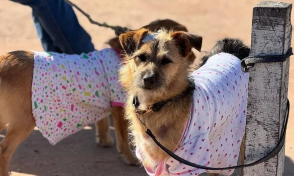 Castración gratuita de mascotas en Charata: sábado 23 de mayo