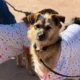 Castración gratuita de mascotas en Charata: sábado 23 de mayo