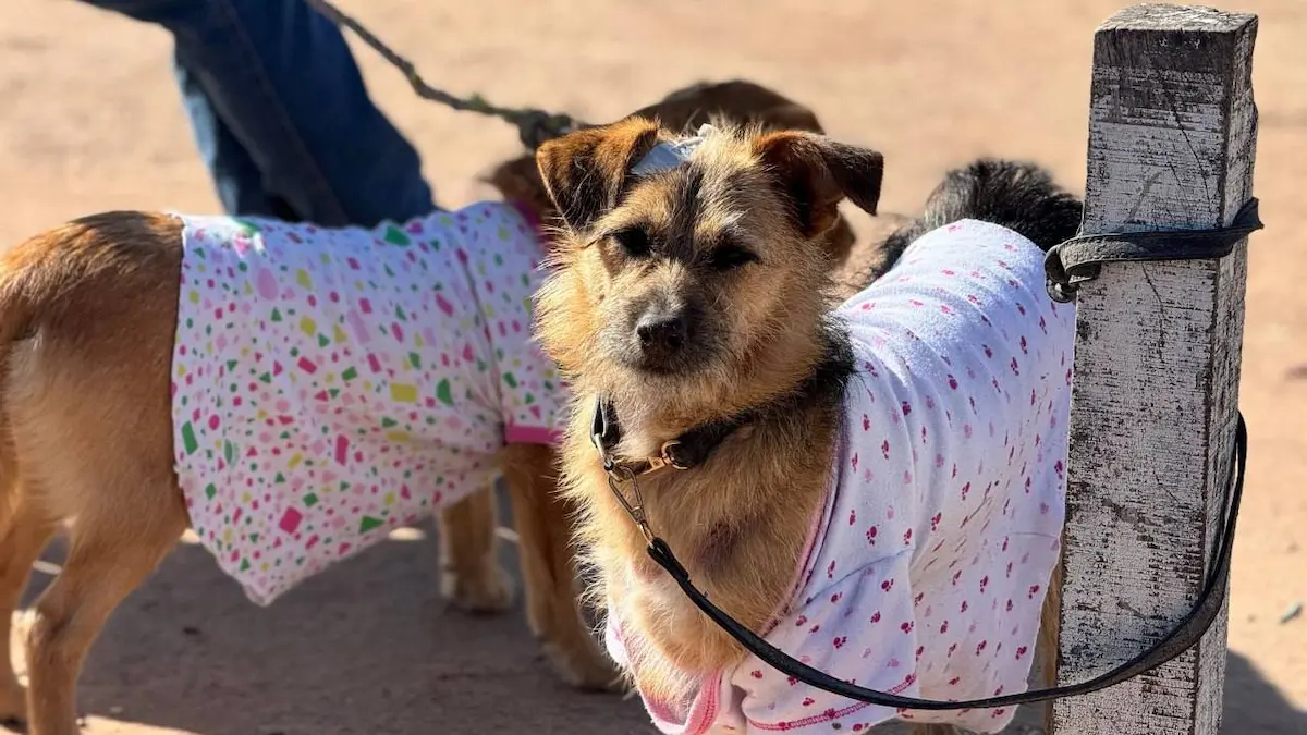 Castración gratuita de mascotas en Charata: sábado 23 de mayo