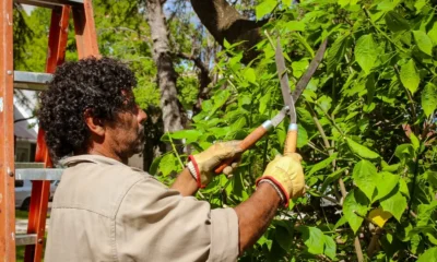 Capacitación poda arbolado urbano Charata: viernes 29 de mayo