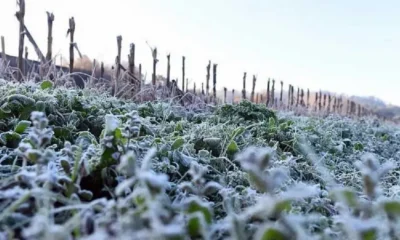 Heladas en el Chaco: qué deben hacer los productores del Departamento Chacabuco