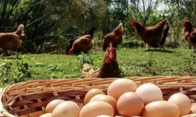 Huevos de campo en Charata: del récord mundial al surtidor