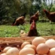 Huevos de campo en Charata: del récord mundial al surtidor