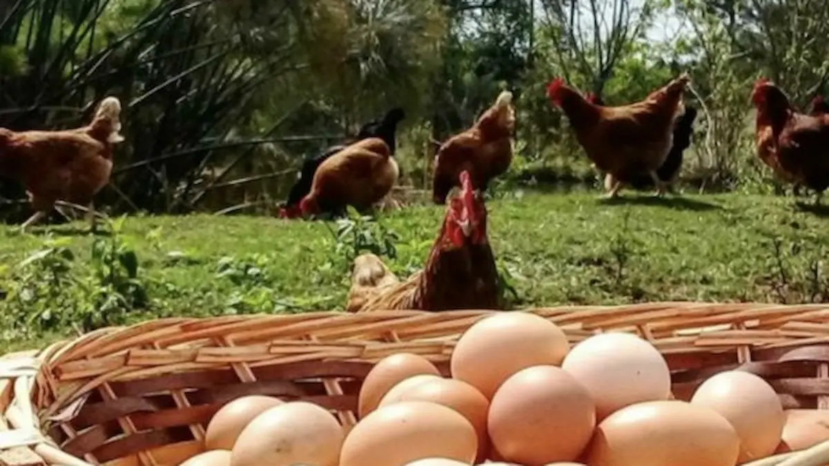 Huevos de campo en Charata: del récord mundial al surtidor