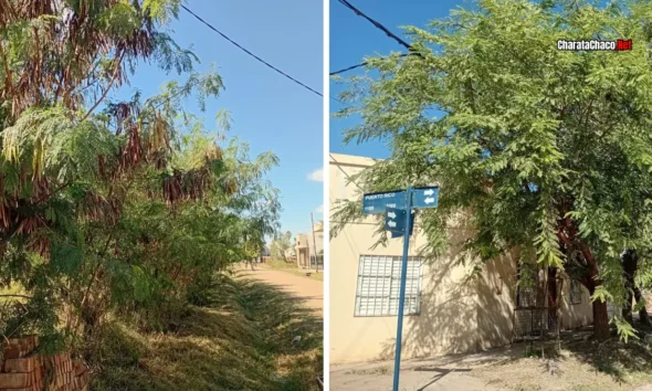 Cronograma de poda en Charata: barrios habilitados del 27 al 31 de mayo
