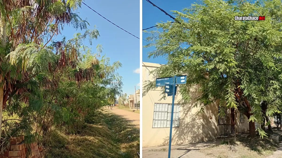 Cronograma de poda en Charata: barrios habilitados del 27 al 31 de mayo