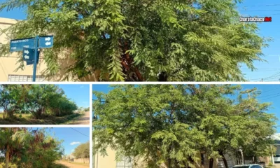 Poda de árboles en Charata: en junio arranca el cronograma por barrios