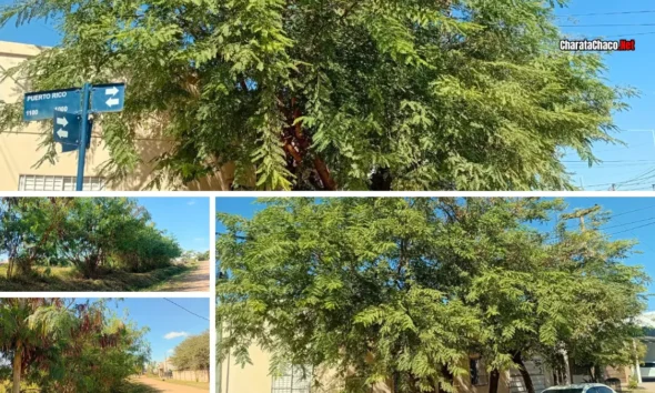 Poda de árboles en Charata: en junio arranca el cronograma por barrios