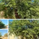 Poda de árboles en Charata: en junio arranca el cronograma por barrios
