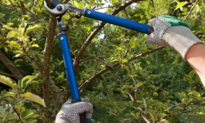 Cronograma de poda Charata junio 2026: barrios habilitados