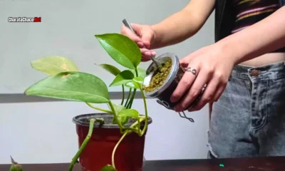 Reutilizar la yerba mate: consejos caseros útiles