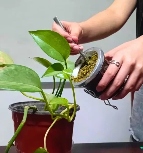 Reutilizar la yerba mate: consejos caseros útiles