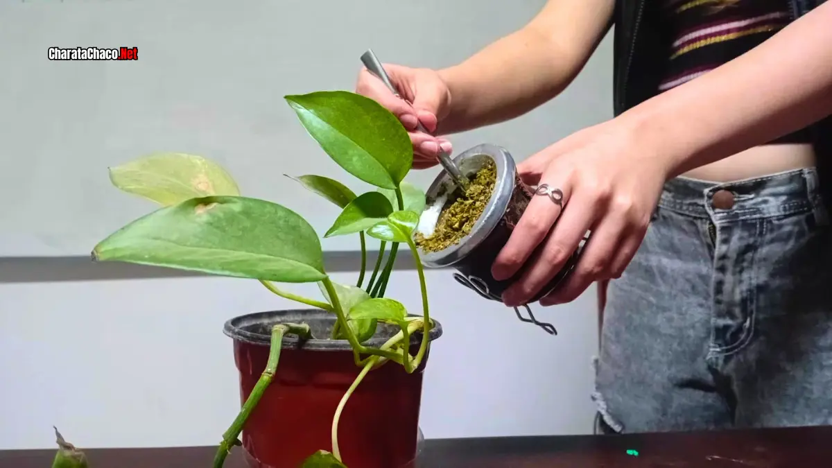 Reutilizar la yerba mate: consejos caseros útiles
